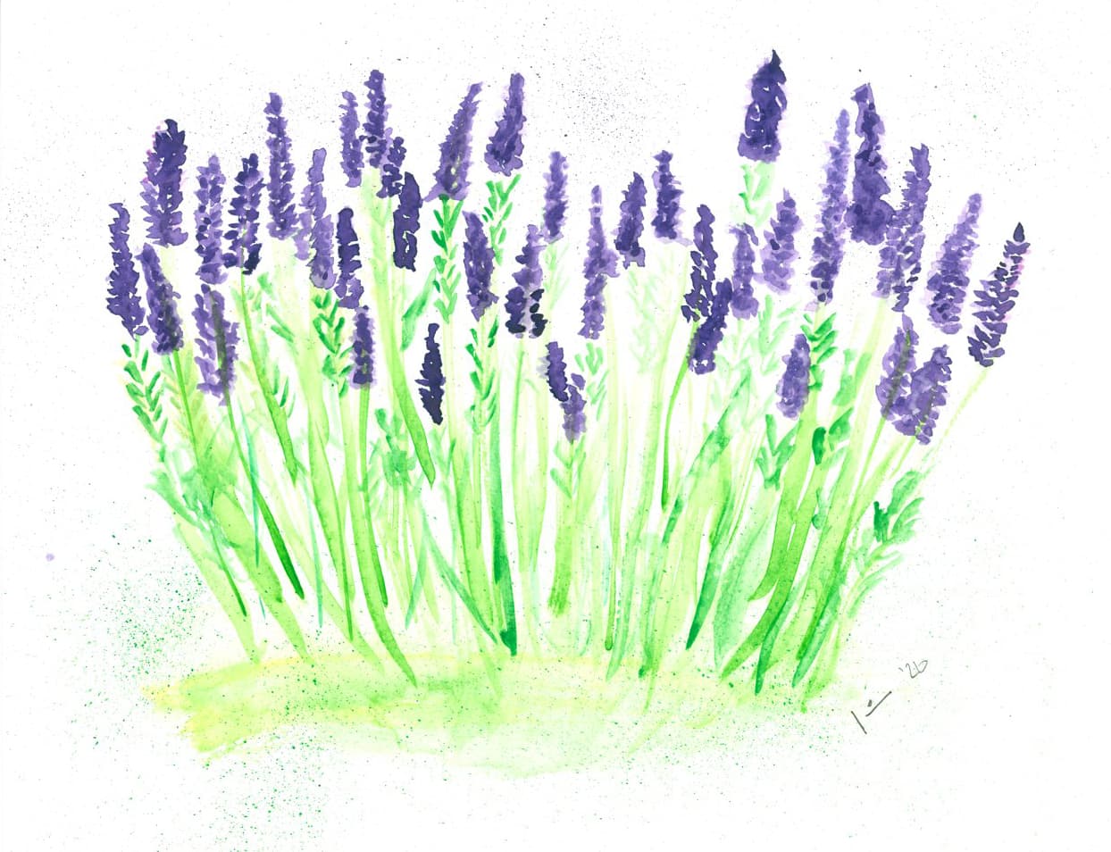 Lavendel