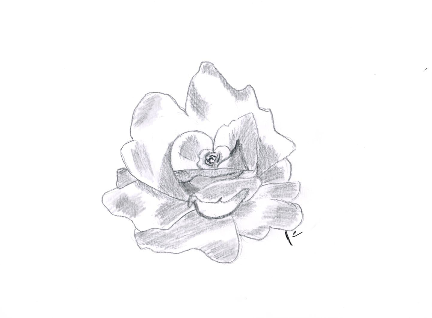 Rose (sw)
