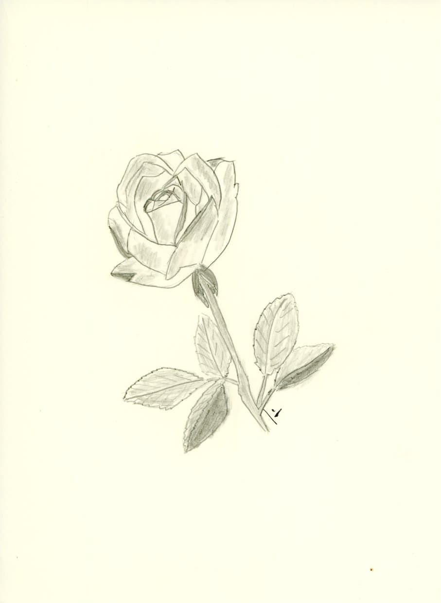 Rose mit Stiel