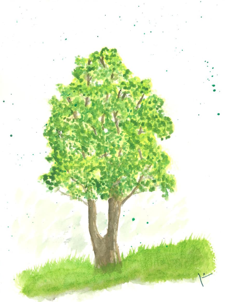 Baum