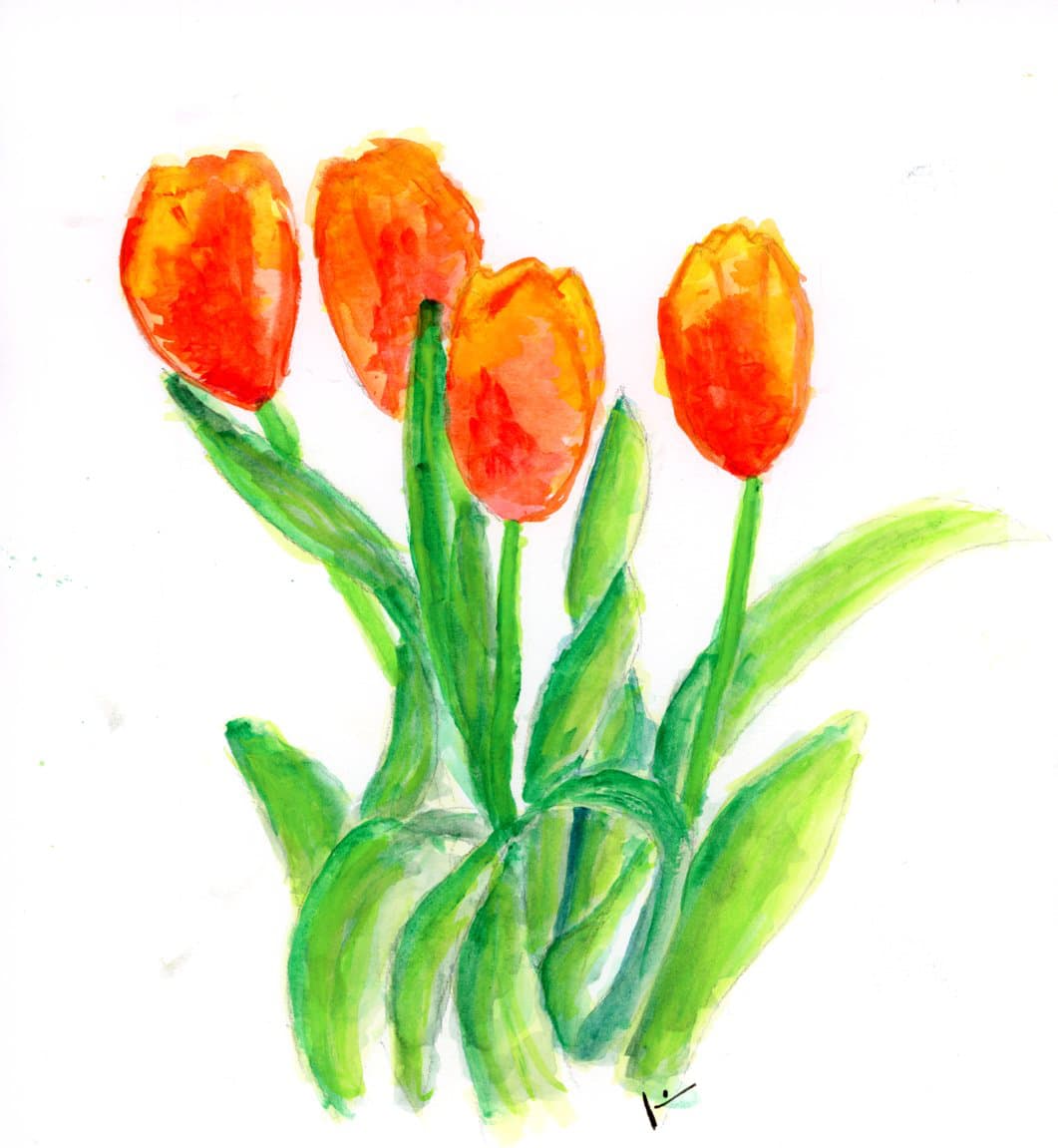 Tulpen